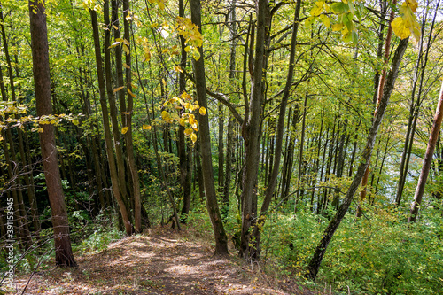 A picturesque slope of a large ravine overgrown with trees in a forest area 