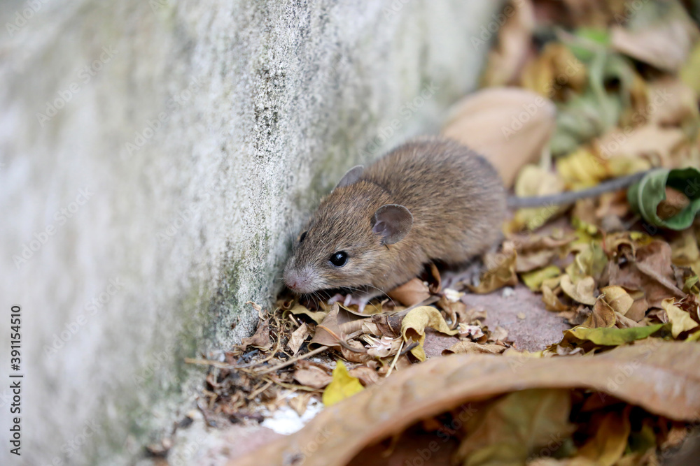 Close up the rat in dry leaf background. Animal contagious disease concept. Close up the rat in dry leaf background. Animal contagious disease concept.