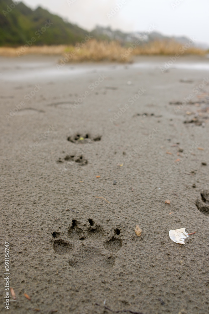 A dog's footprints mark a path in the wet sand A dog's footprints mark a path in the wet sand