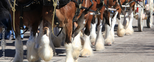 Clydesdale legs in are distinct