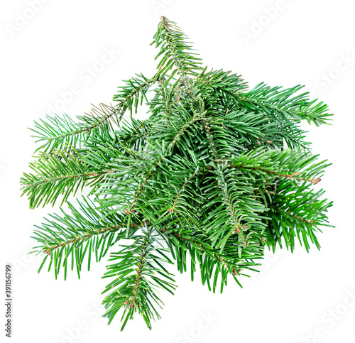 Fir tree branch isolated on white background. Green Pine close up. Christmas concept..