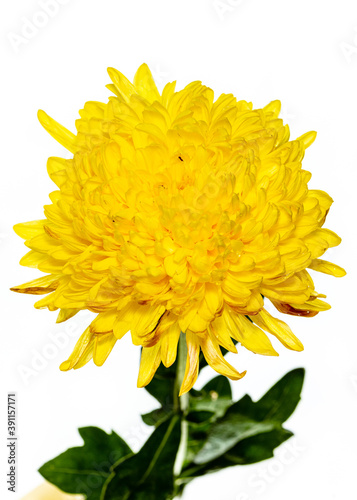 Close-up of yellow chrysanthemum flower with infinity white background