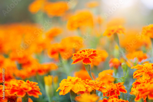 flowers with blurred background.