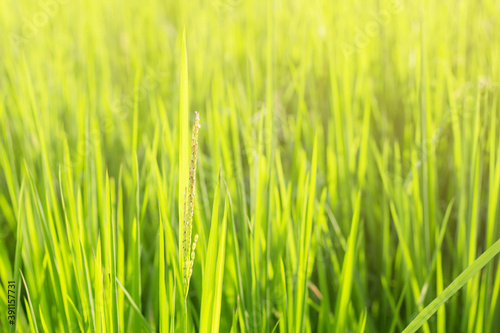 rice leaves with natural background.