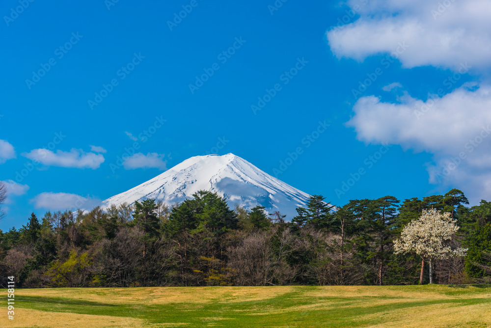 快晴の富士山ともくれん