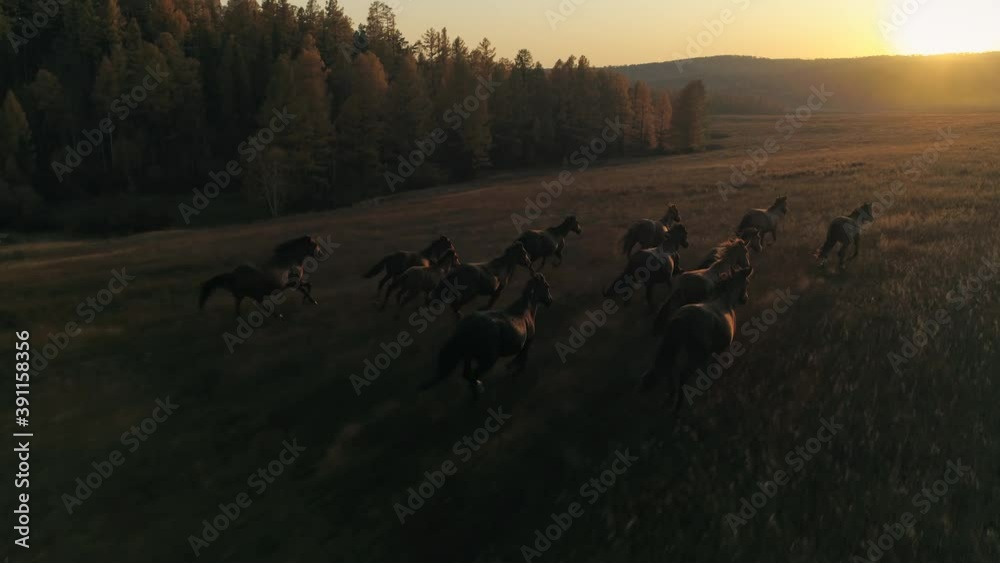 Aerial emotional film orange sunset sun large herd of horses galloping run across meadow towards sun's rays. Cinematic flight above wild equine. Autumn nature unique landscape. Slow motion stock shot