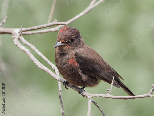 A melanistic Turtupilin bird, Pyrocephalus rubinus photo