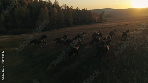 Aerial emotional film orange sunset sun large herd of horses galloping run across meadow towards sun's rays. Cinematic flight above wild equine. Autumn nature unique landscape. Slow motion stock shot
