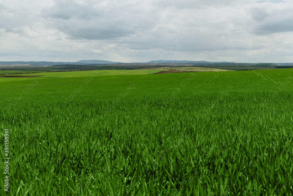 Beautiful endless field of green young sprouting grass against the sky with large clouds. Summer landscape