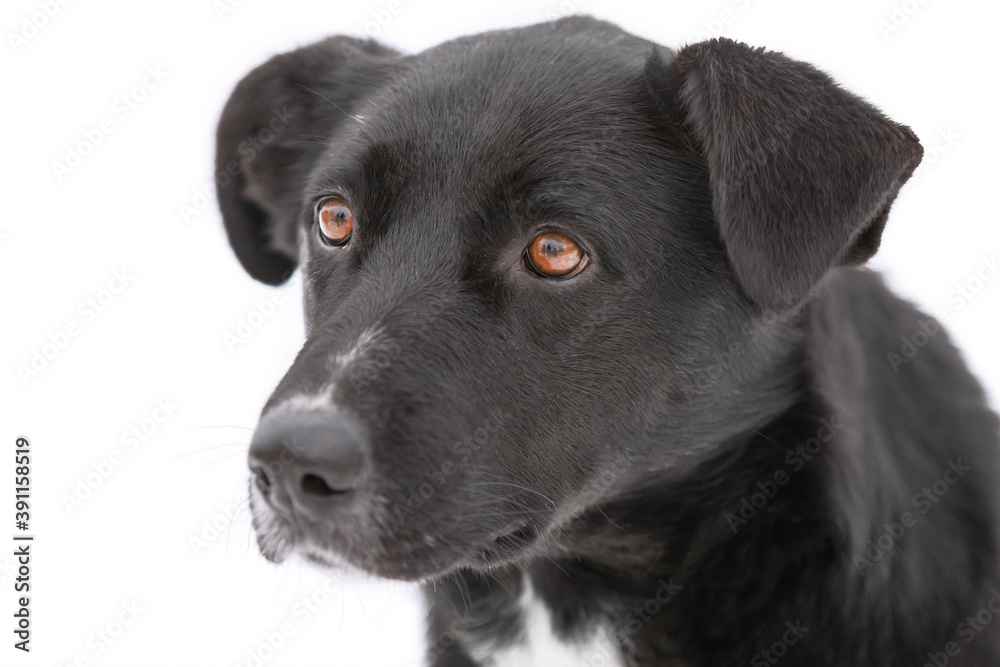 A portret of large mixed-breed Sheepdog stares off to the side against a winter white  background. Copy space. The dog's eyes search for its owner. Adoptable Dogs in Local Shelter. Hoping to adopt