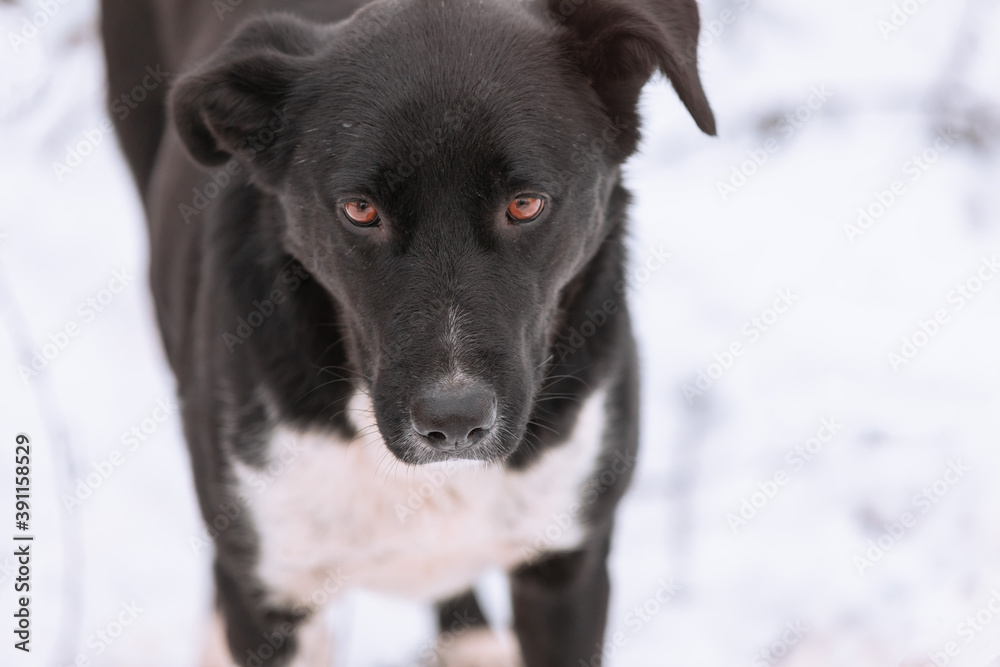 A portret of large mixed-breed Sheepdog stares off to the side against a winter white  background. Copy space. The dog's eyes search for its owner. Adoptable Dogs in Local Shelter. Hoping to adopt