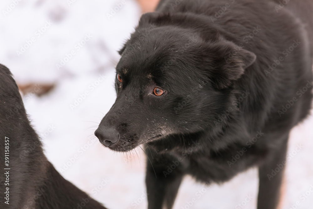A portret of large mixed-breed Sheepdog stares off to the side against a winter white background. Copy space. The dog's eyes search for its owner. Adoptable Dogs in Local Shelter. Hoping to adopt A portret of large mixed-breed Sheepdog stares off to the side against a winter white background. Copy space. The dog's eyes search for its owner. Adoptable Dogs in Local Shelter. Hoping to adopt