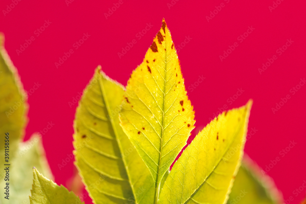orange green autumn leaf hangs from branch on bright sunny day. orange green autumn leaf hangs from branch on bright sunny day.