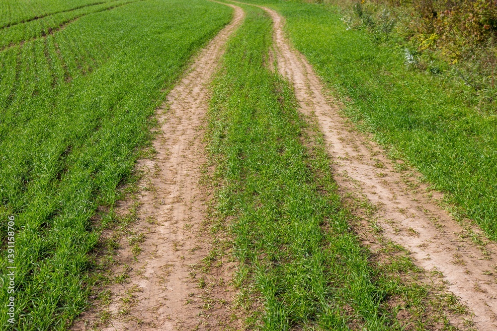 Dirt road through a green agricultural field
Dirt road through a green agricultural field