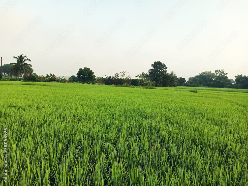 Dynamic sky with fields