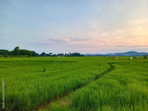 Dynamic sky with fields