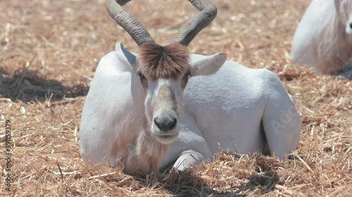Mature addax (screwhorn antelope) resting in the hot noon sun. photo