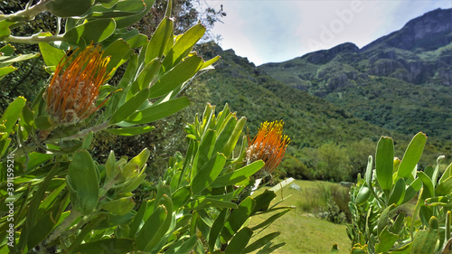 Unusual fynbos flowers against the background of mountains. Orange inflorescences with long stamens. Dense green leaves of a shrub. Mountain range against the sky. Cape Town. South Africa.