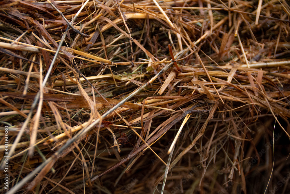 Photo Background with dry grass. Photo Background with dry grass.