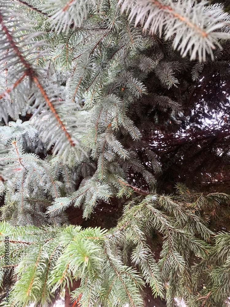 A spruce photo taken in the forest. A spruce photo taken in the forest.