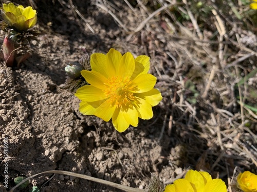 Obraz na płótnie 福寿草 Amur adonis