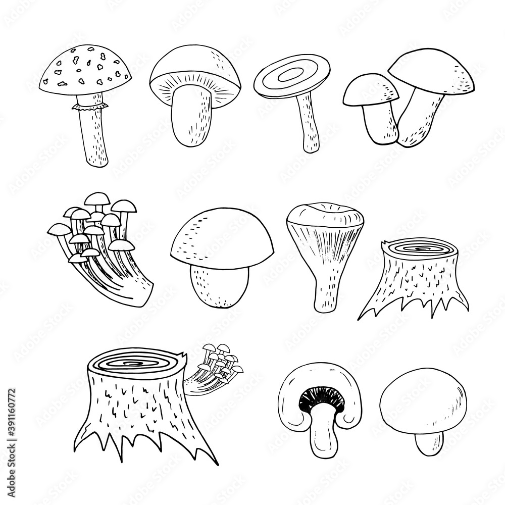 forest mushrooms set sketch hand drawn doodle. icon, card, poster, vector, monochrome. boletus, fly agaric, chanterelles, russula, champignon, honey agarics, stump. nature, food, ingredient. forest mushrooms set sketch hand drawn doodle. icon, card, poster, vector, monochrome. boletus, fly agaric, chanterelles, russula, champignon, honey agarics, stump. nature, food, ingredient.