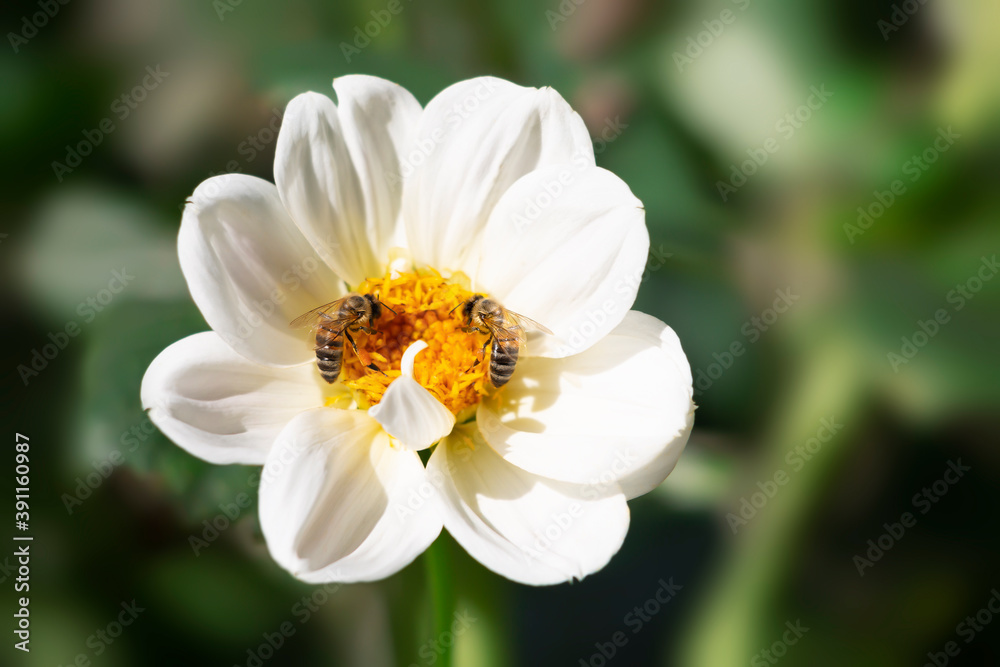Bees are collecting nectar from a white flower Bees are collecting nectar from a white flower