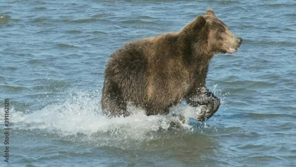 Brown bear hunts for salmon, jumps in the water, Kamchatka, Russia