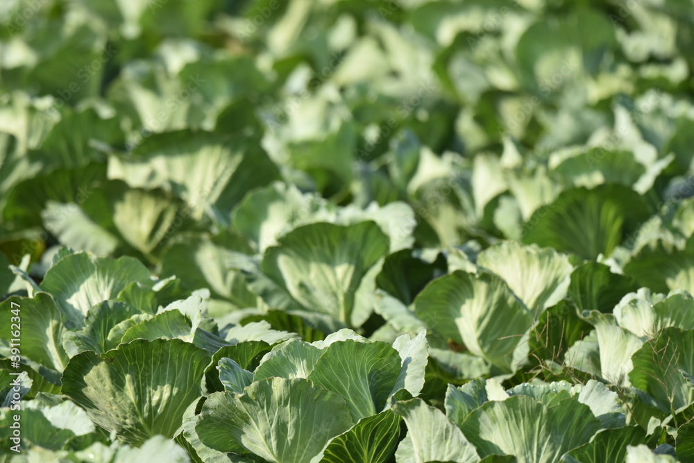 Organic Green Cabbages heads in line grow on field Organic Green Cabbages heads in line grow on field