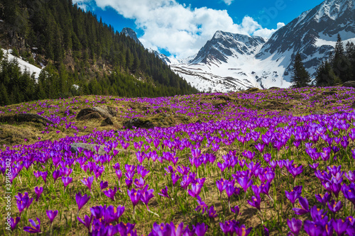 Alpine slopes with purple crocus flowers and snowy mountains, Romania