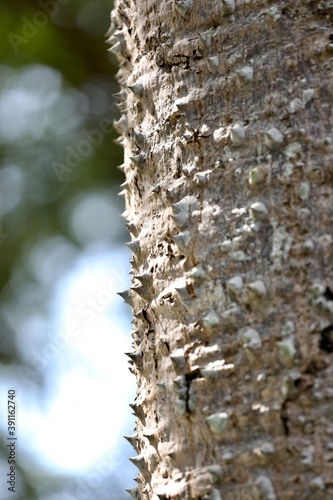 birch bark and moss