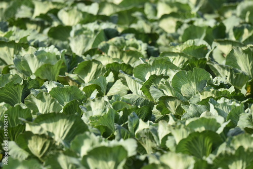 Organic Green Cabbages heads in line grow on field