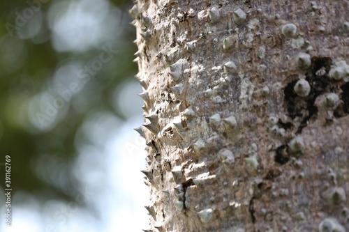 ants on tree