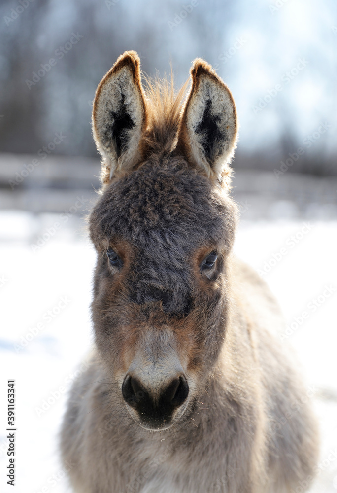 miniature donkey with fuzzy winter coat looking straight at camera cute animal portrait in vertical format magazine cover  format with room for masthead