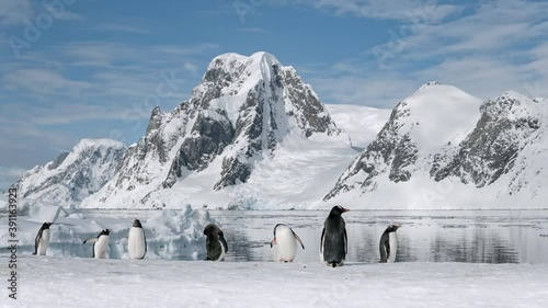 Timelapse of funny Gentoo Penguins in Antarctica. Cute animals at snow and ice landscape. Environment scenery of birds family at wild nature. Amazing iceberg mountain at antarctic continent