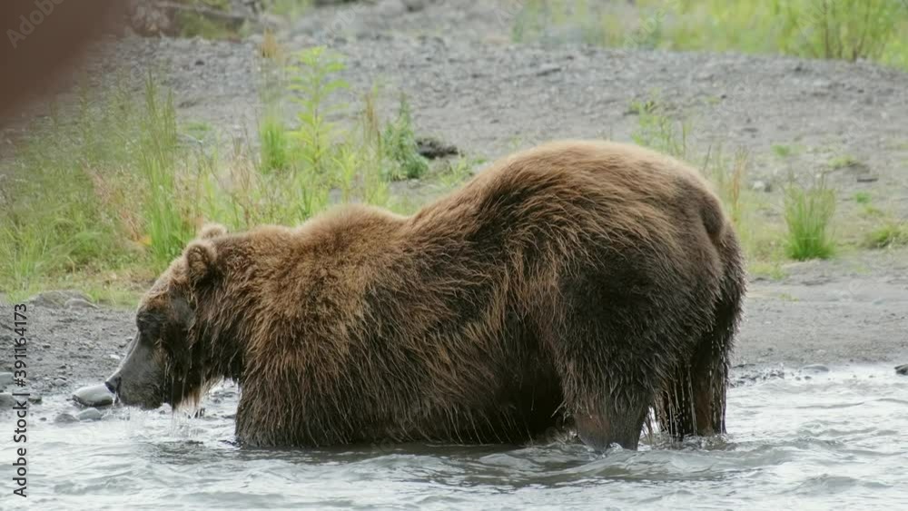 Big brown bear hunts for salmon in the water and catch the fish, Kamchatka, Russia, 4k Big brown bear hunts for salmon in the water and catch the fish, Kamchatka, Russia, 4k
