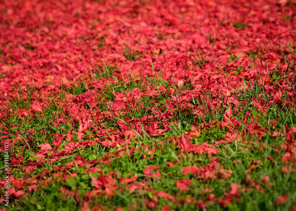 Green meadow with red maple leaves in autumn Green meadow with red maple leaves in autumn