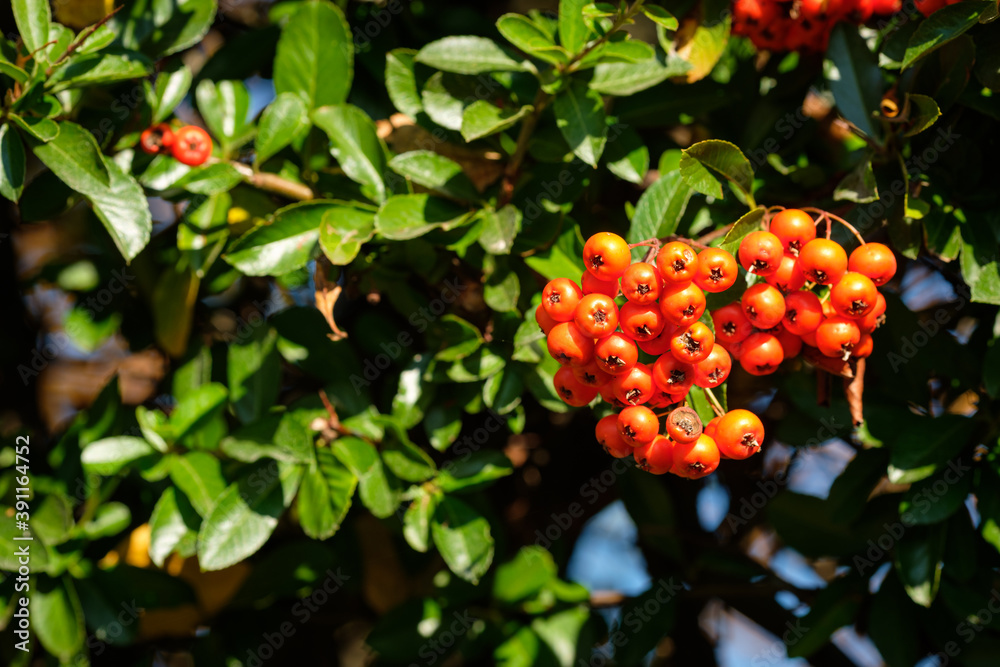 Obraz premium Orange fruit of firethorn (Pyracantha)