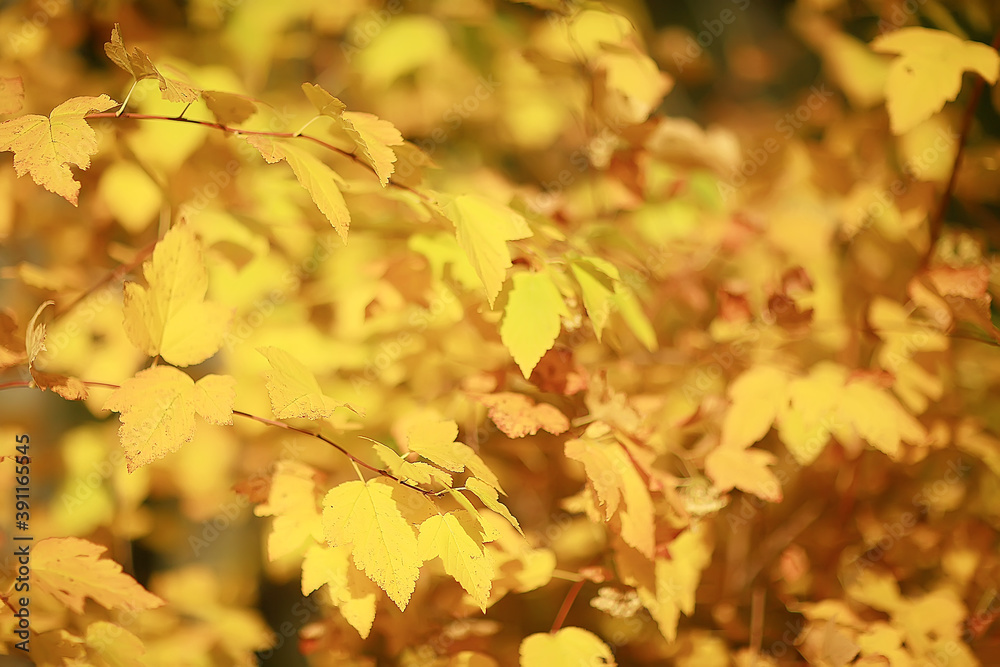 branches leaves yellow background / abstract seasonal background falling leaves beautiful photo branches leaves yellow background / abstract seasonal background falling leaves beautiful photo