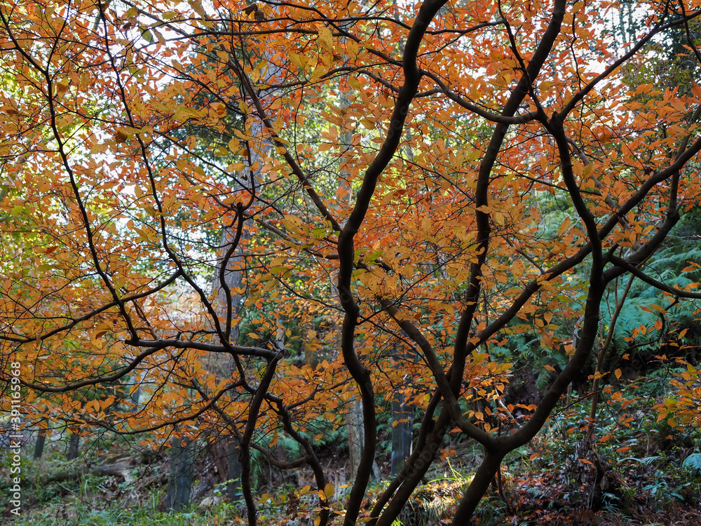 秋の林　黄葉　紅葉