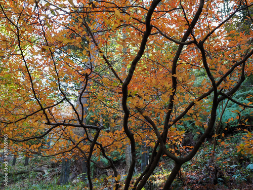 秋の林　黄葉　紅葉