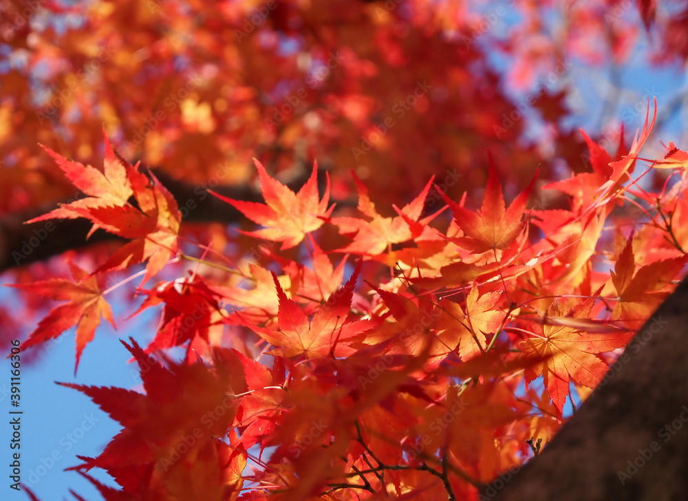秋 紅葉 もみじ 秋 紅葉 もみじ