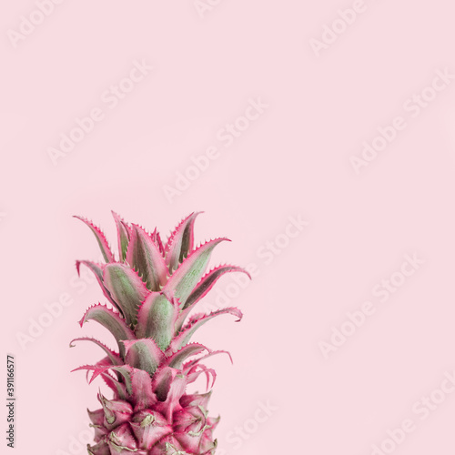 Dwarf Ornamental pink Pineapple flower on pink background and copy space. One exotic plant. Holiday invitation in minimal style.