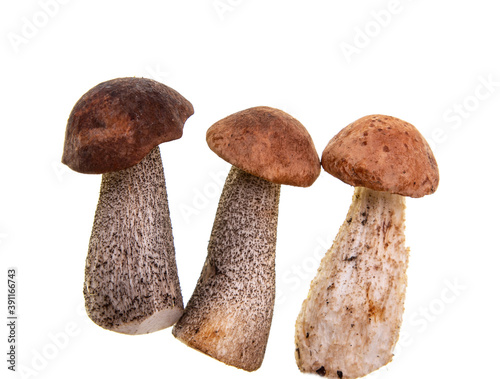 autumn forest edible fresh mushrooms