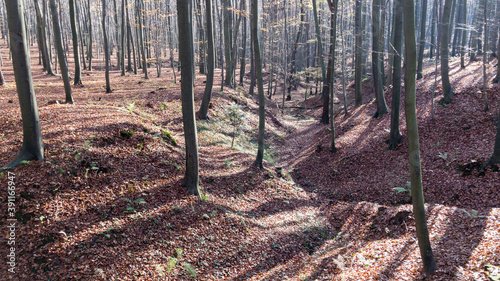 Autumn beech forest fallen leaves (Subcarpathia Poland)