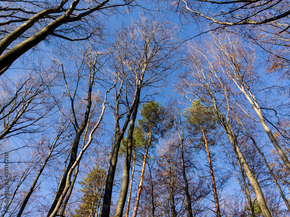 Autumn beech forest fallen leaves (Subcarpathia Poland) Autumn beech forest fallen leaves (Subcarpathia Poland)