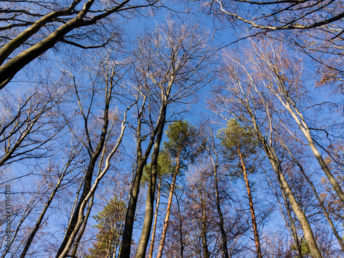 Autumn beech forest fallen leaves (Subcarpathia Poland)