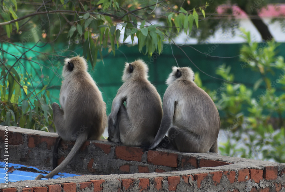 Group of grey langur or Hanuman langur (Semnopithecus).
