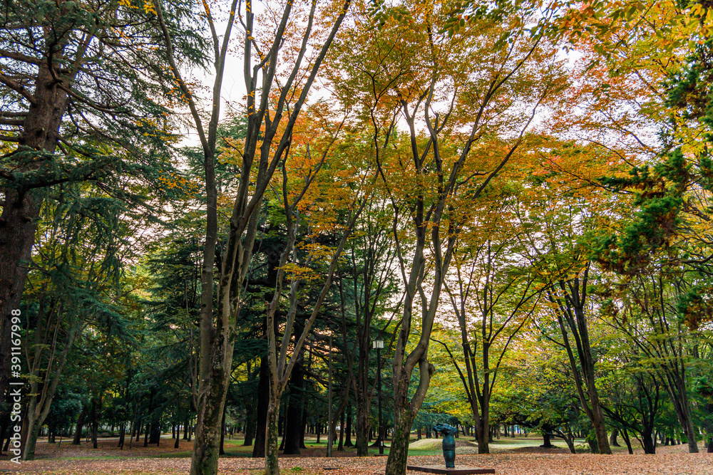Naklejka premium 秋の公園で緑葉と紅葉と枯れ葉と遊具