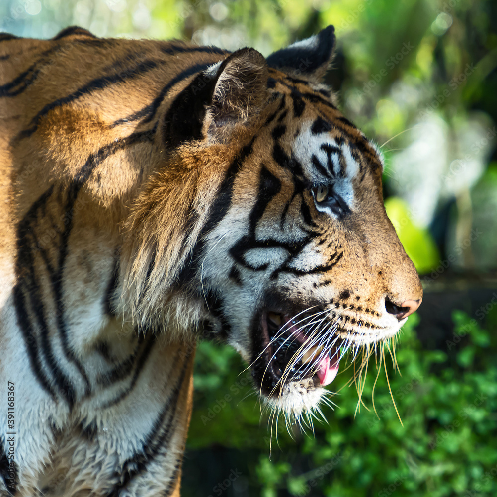 Naklejka premium Close-up of a tiger's face.